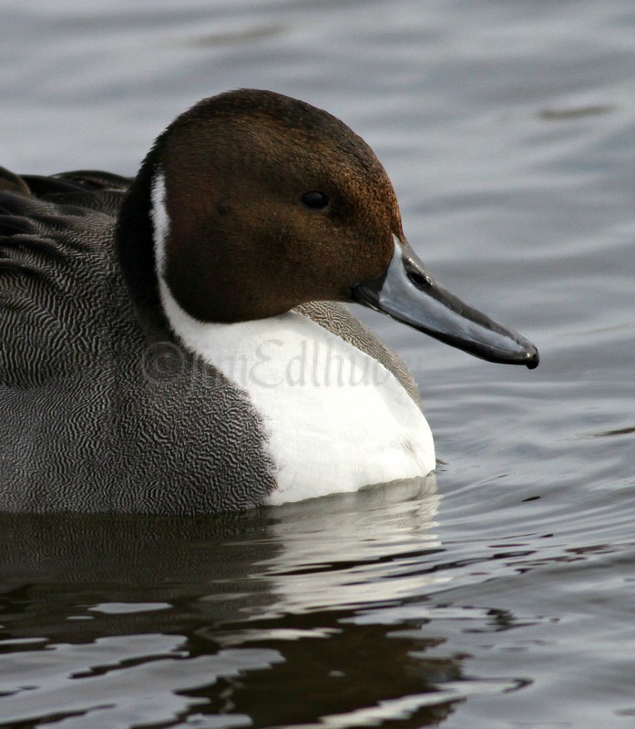 Northern Pintail