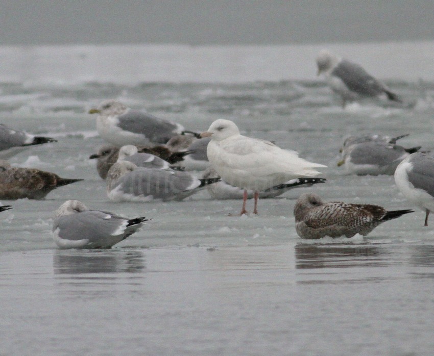 Glaucous Gull 2nd cycle
