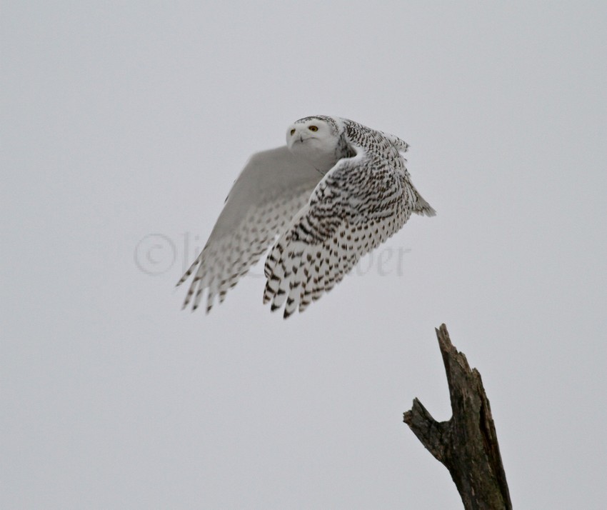 Snowy Owls near the Horicon Marsh on January 16, 2015 - Window to ...