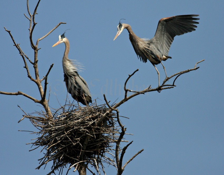 Great Blue Herons watching the eggs