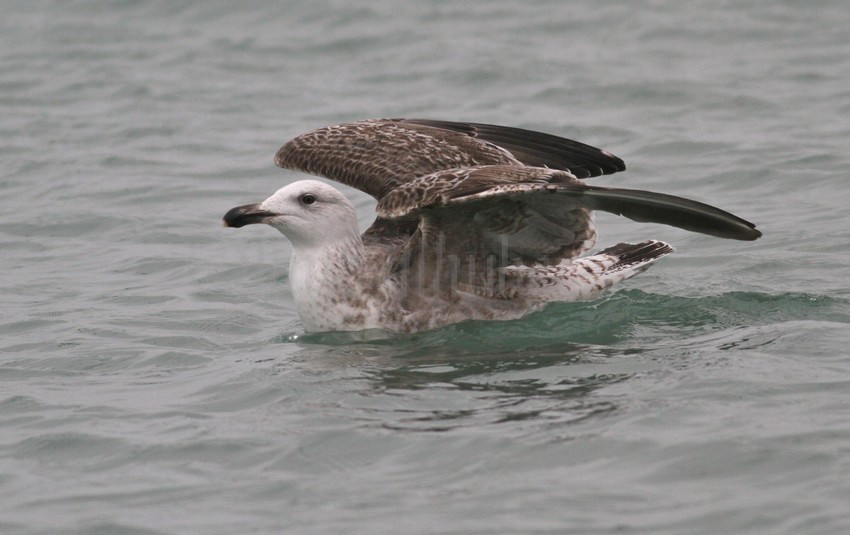 Great Black-backed Gull, 1st winter