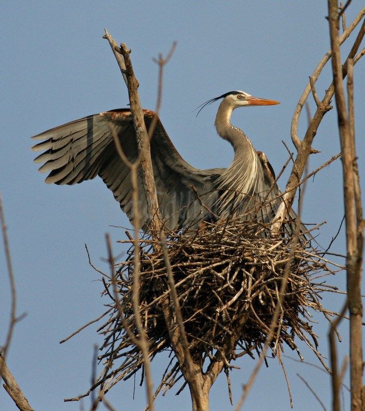 Great Blue Heron near the nest stretching