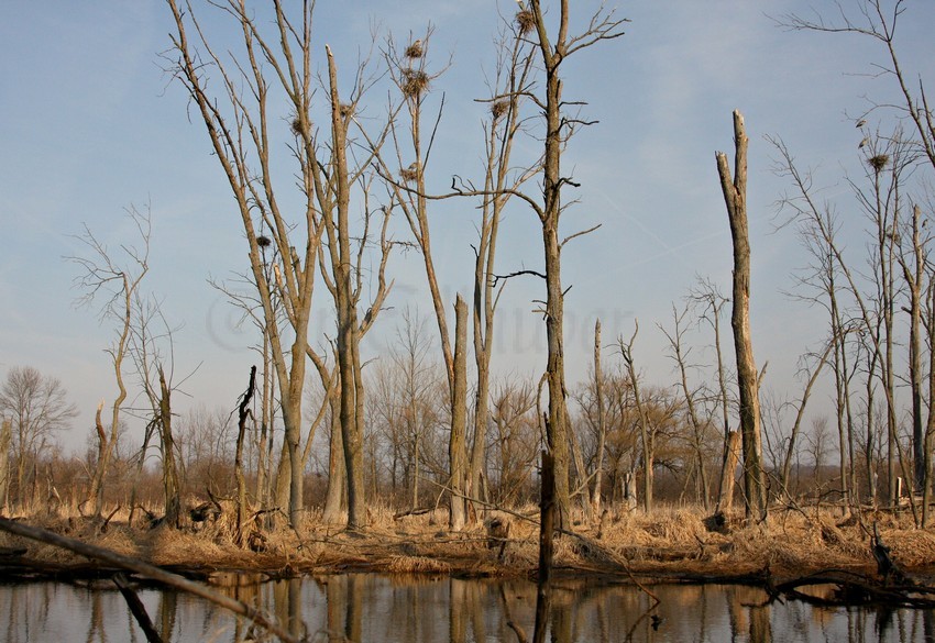 Great Blue Heron rookery from a distance