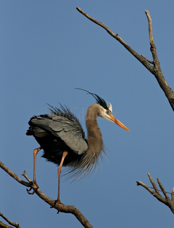 Great Blue Heron near the nest just watching the young