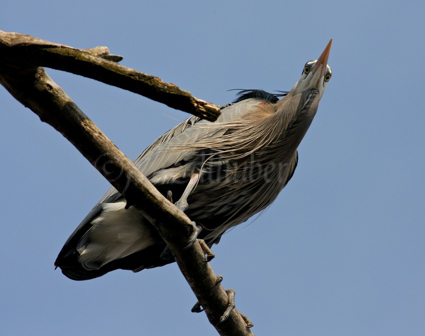 Great Blue Heron near the nest looking around