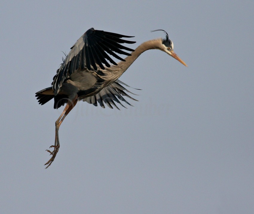 Great Blue Heron coming in for a landing near the nest