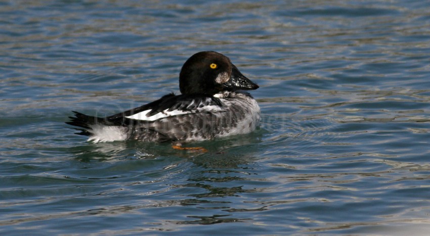 Common Goldeneye, male 1st year