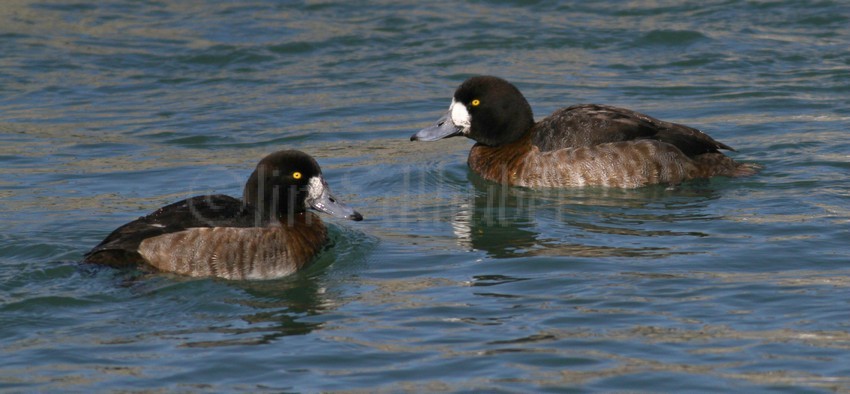 Pair of Greater Scaups, females just hanging out