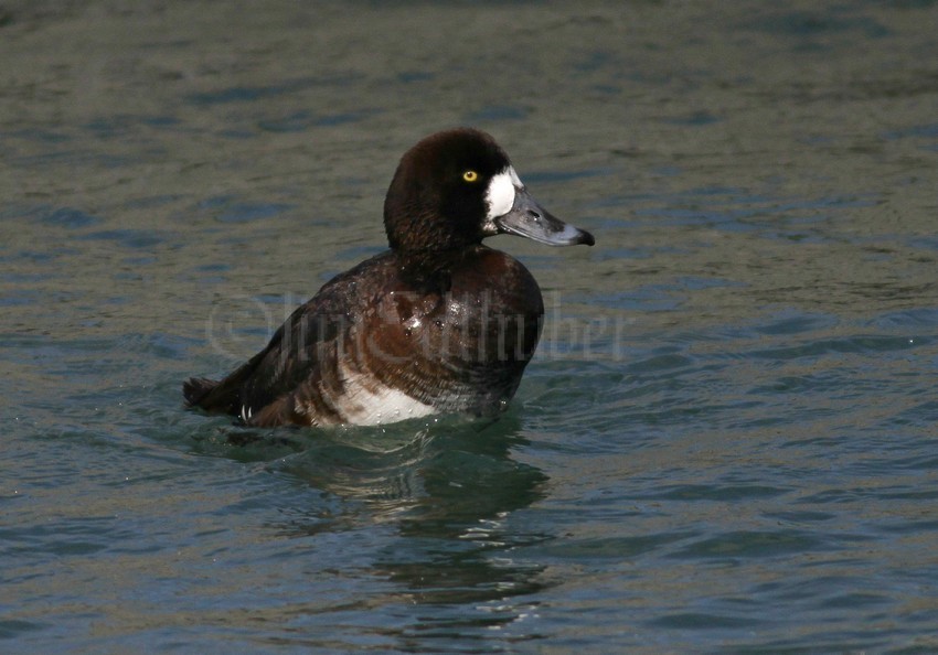 Great Scaup, female with a small stretch
