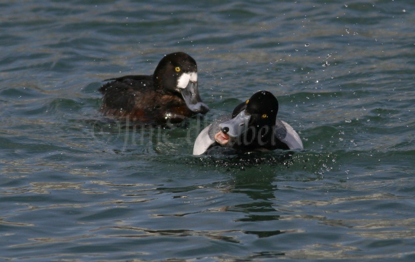 Greater Scaup, female chasing a Greater Scaup for a mussel.