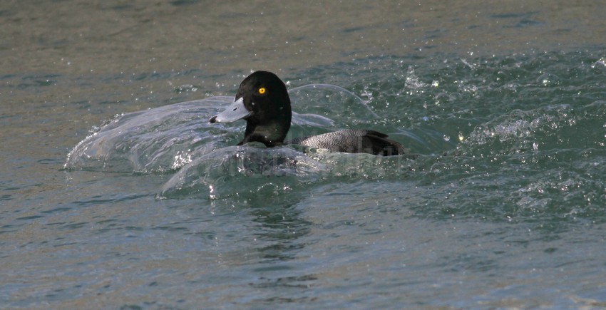 Greater Scaup just up from a dive but with no mussel.