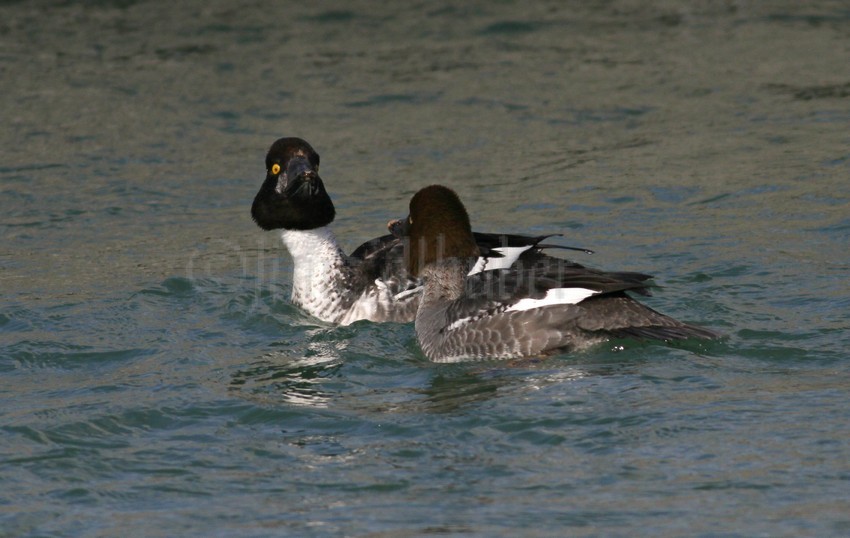 Common Goldeneye, female interacting with a Common Goldeneye, male. Love the face of the Common Goldeneye male!