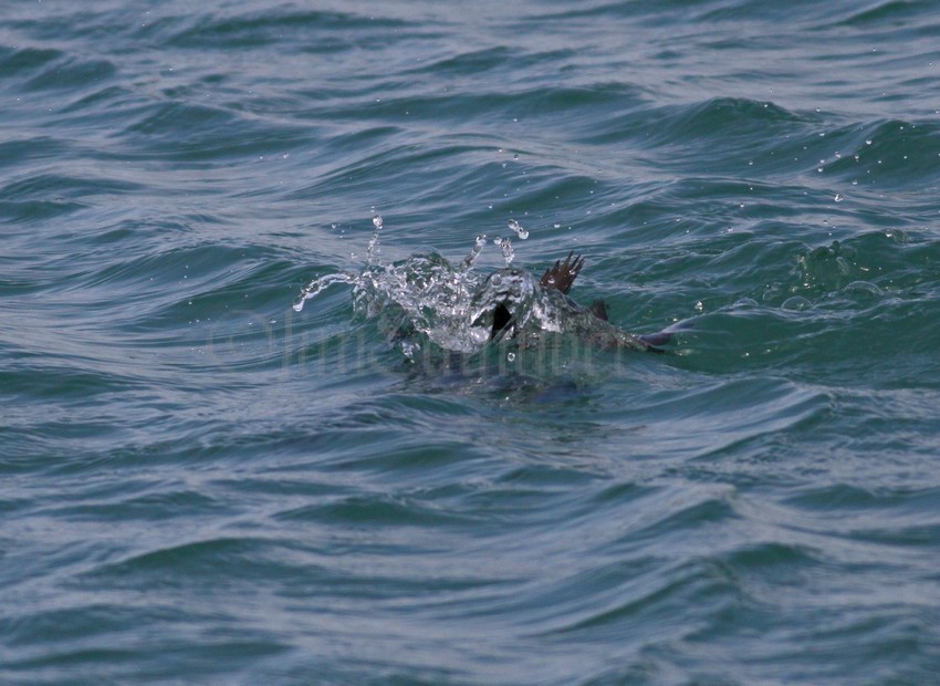 White-winged Scoter, male adult taking a dive for a mussel.