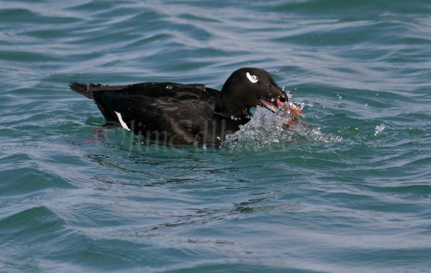 White-winged Scoter, male adult with a mussel.