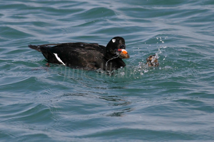 White-winged Scoter, male adult with a mussel.