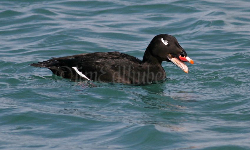 White-winged Scoter, male adult with a mussel.