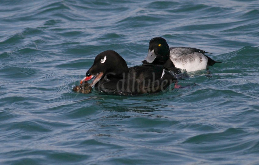 White-winged Scoter, male, adult with a Greater Scaup male in pursuit of the mussel