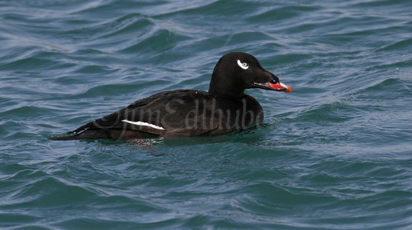 White-winged Scoter, male adult