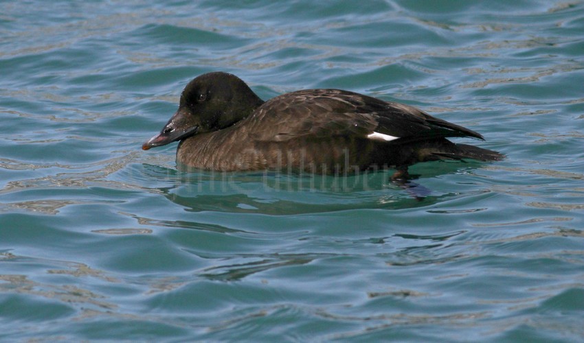 White-winged Scoter, male, 1st winter going for the mussel