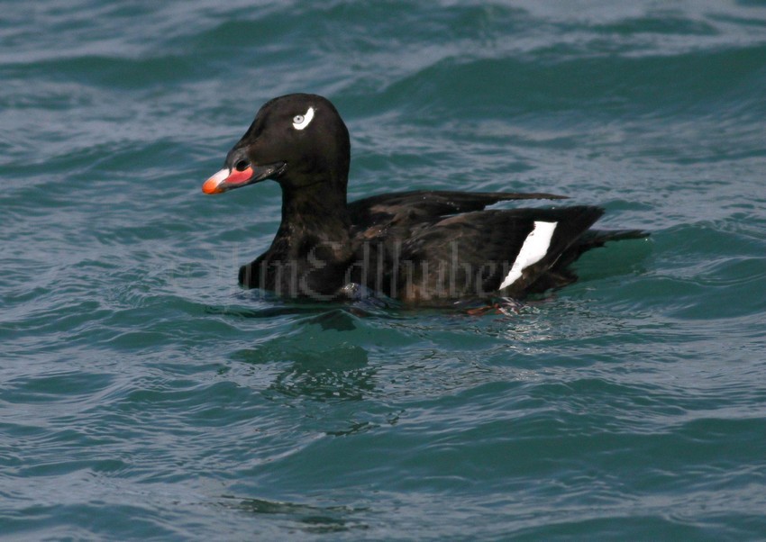 White-winged Scoter, male adult, just before the dive!