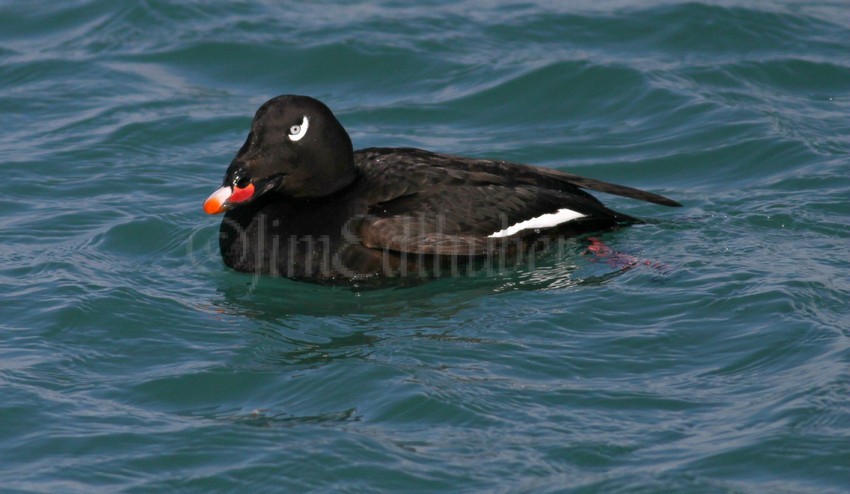 White-winged Scoter, male, adult just resting