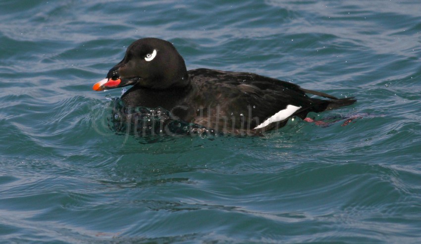 White-winged Scoter, male adult