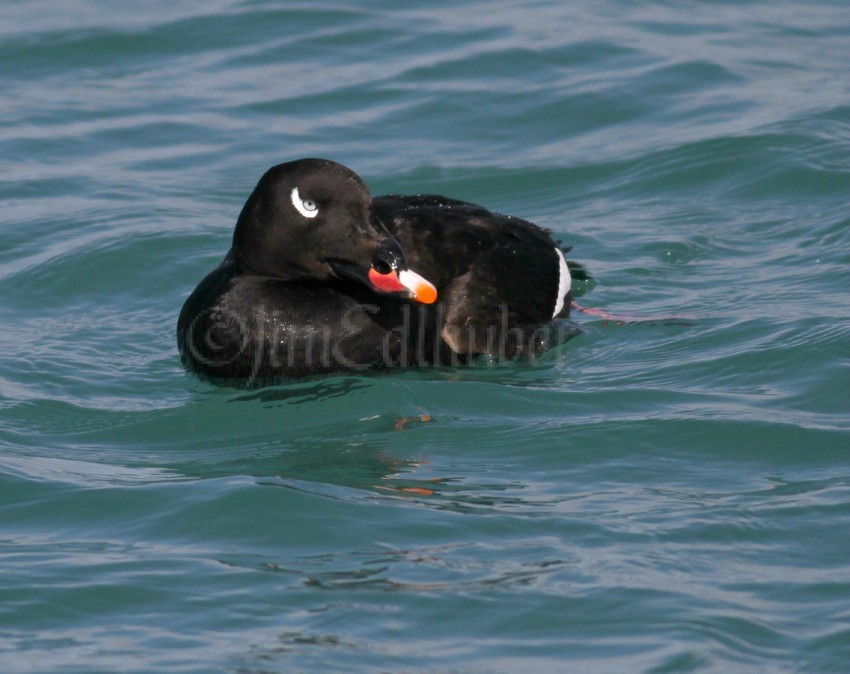 White-winged Scoter, male, adult just resting