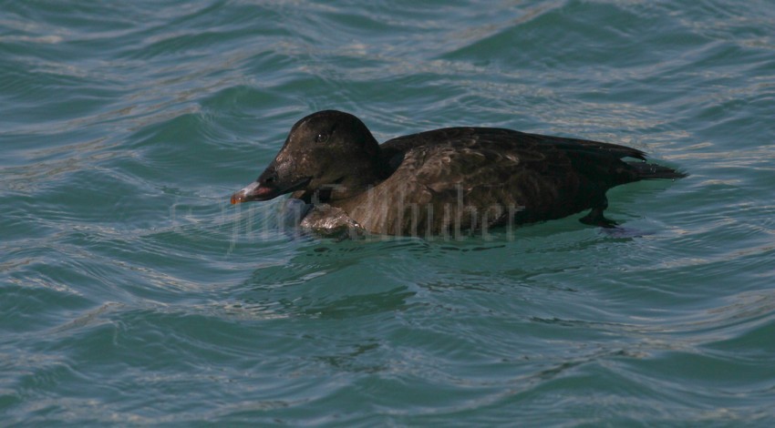 White-winged Scoter, male 
