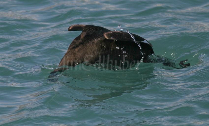 White-winged Scoter, male, 1st winter going for the mussel