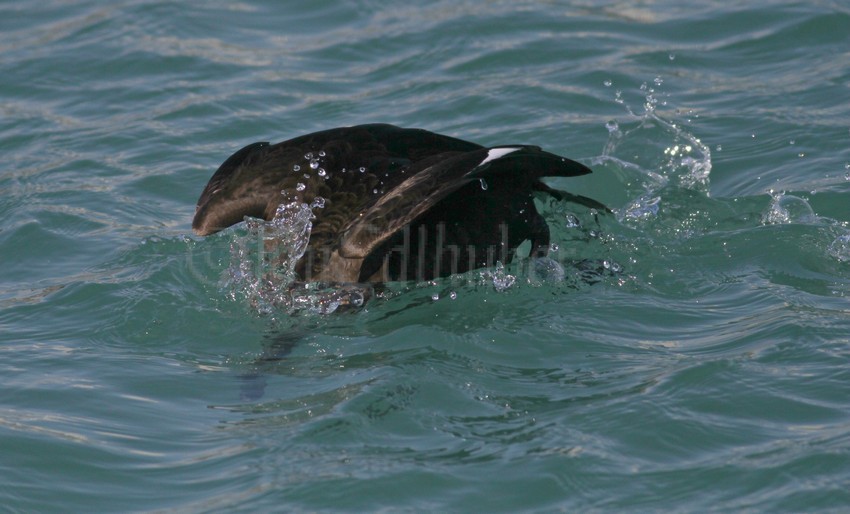 White-winged Scoter, male, 1st winter going for the mussel