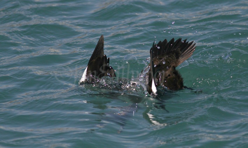 White-winged Scoter, male, 1st winter going for the mussel