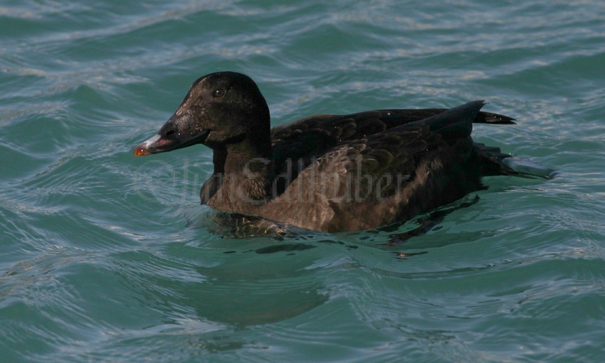 White-winged Scoter, male, 1st winter