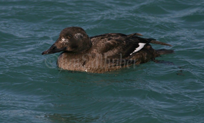 White-winged Scoter, male, 
