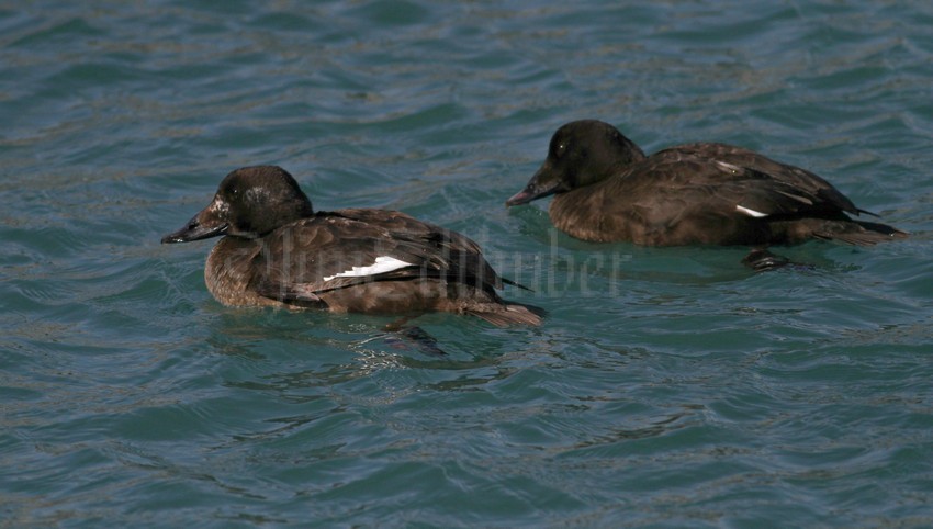 White-winged Scoter, male, 1st winter going for the mussel