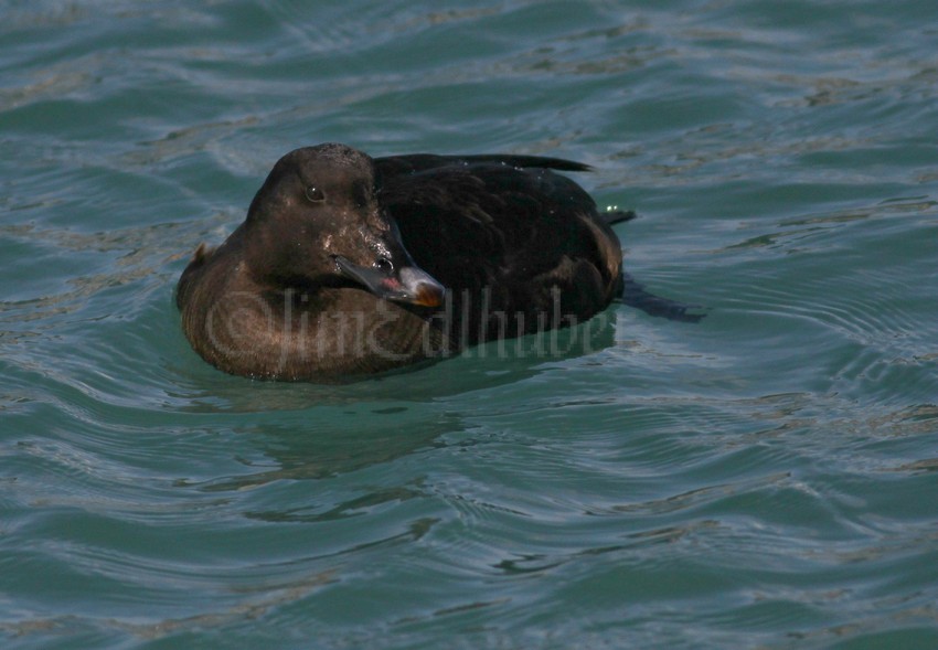 White-winged Scoter, male, 1st winter