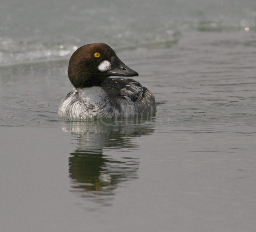 Common Goldeneye, male 1st year, it appears the brown is starting to turn green on the head 3/20/15