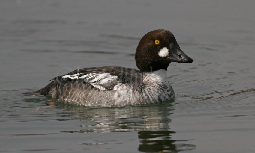 Common Goldeneye, male 1st year, it appears the brown is starting to turn green on the head 3/20/15