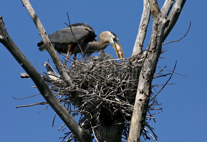 Great Blue Heron feeding the young with a fish from a nearby lake or stream