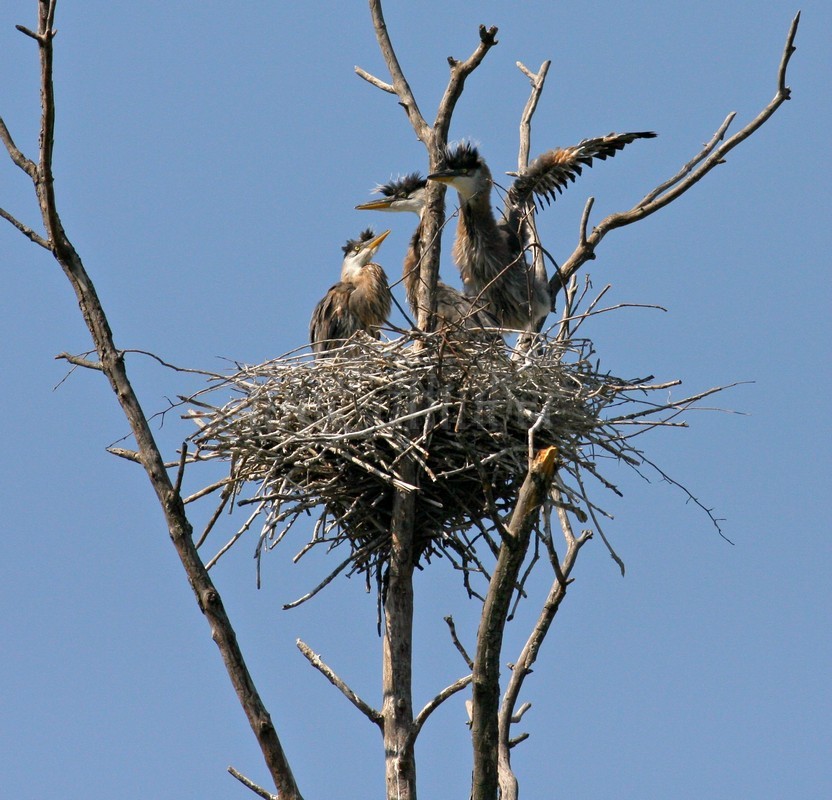 Great Blue Heron with young