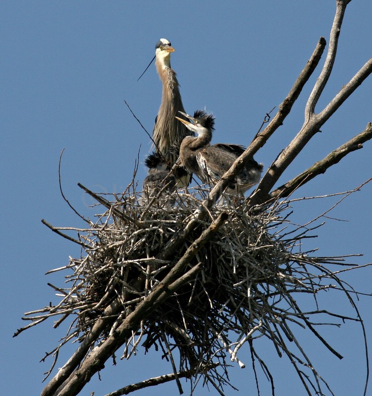 Great Blue Heron with young