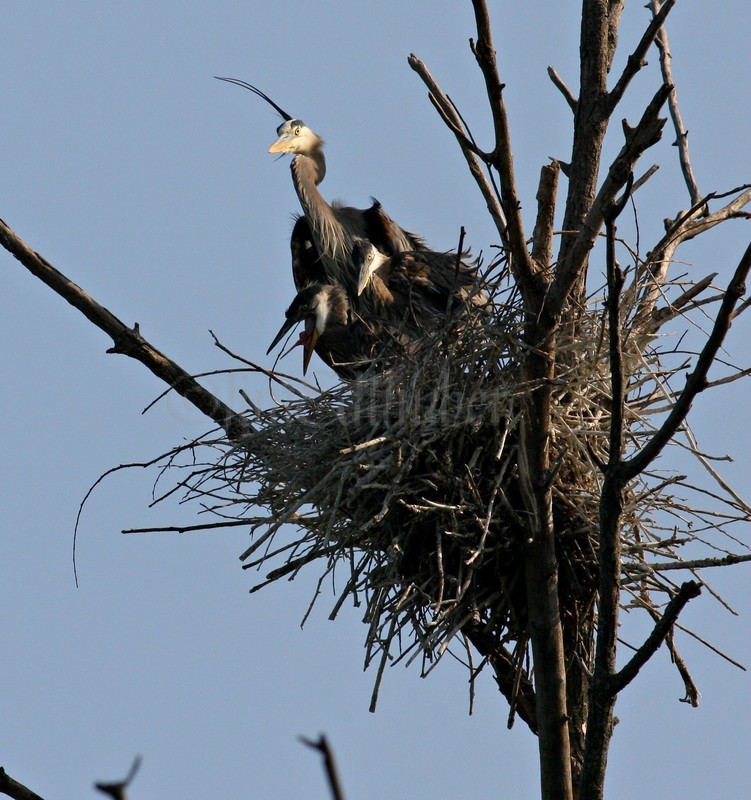 Great Blue Heron with young