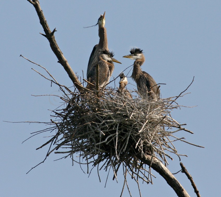 Great Blue Heron with young