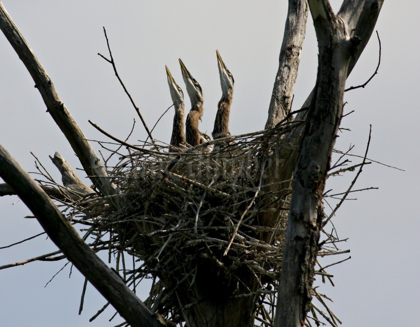 An airplane flies overhead and the young Great Blue Heron just look up and wonder