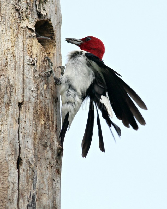 Adult bringing food to the young. As I noted, the adults draw the young closer to the nest hole opening till they are just about out of the hole to get the food