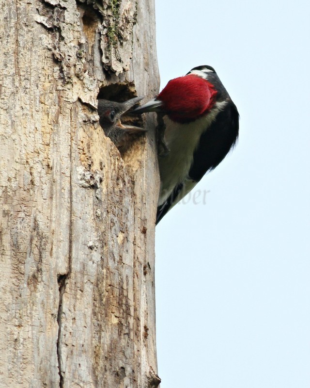 Adult bringing food to the young. As I noted, the adults draw the young closer to the nest hole opening till they are just about out of the hole to get the food