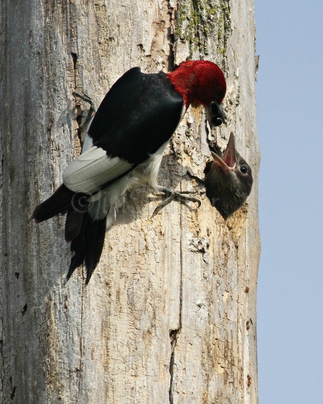 Adult bringing food to the young. As I noted, the adults draw the young closer to the nest hole opening till they are just about out of the hole to get the food