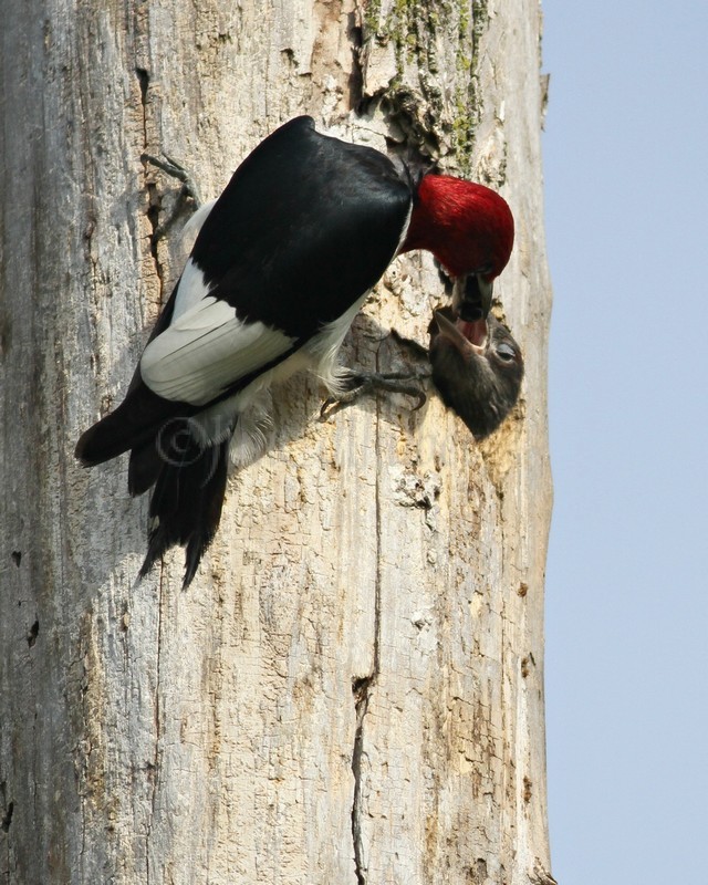 Adult bringing food to the young. As I noted, the adults draw the young closer to the nest hole opening till they are just about out of the hole to get the food