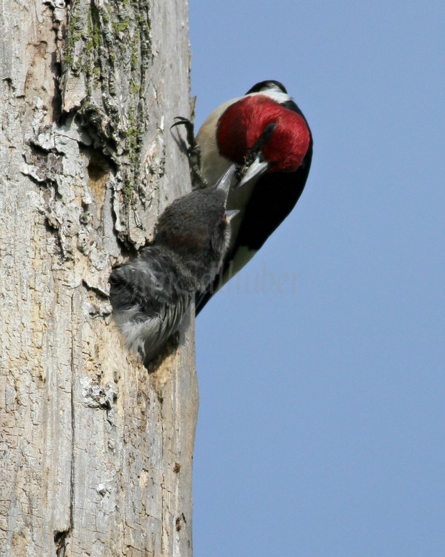 Adult bringing food to the young. As I noted, the adults draw the young closer to the nest hole opening till they are just about out of the hole to get the food