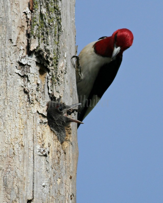 Adult bringing food to the young. As I noted, the adults draw the young closer to the nest hole opening till they are just about out of the hole to get the food