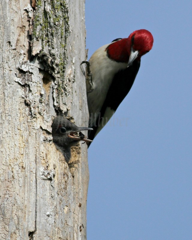 Adult bringing food to the young. As I noted, the adults draw the young closer to the nest hole opening till they are just about out of the hole to get the food